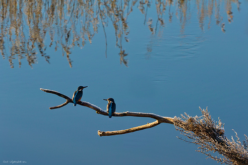 Kingfisher Nol, Sweden - only one in reality.